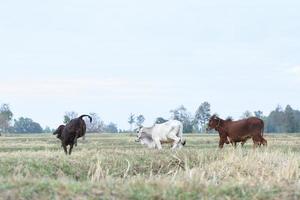 The cows Standing in the fields at sunrise and the beautiful sky photo