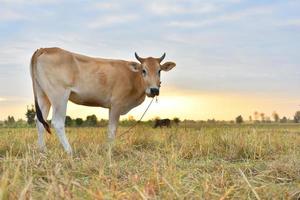 The cows Standing in the fields at sunrise and the beautiful sky photo