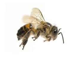 a Bee isolated on the white background photo