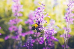 Carpenter Bee perched on the beautiful flowers in nature photo