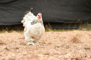 brahma de pollo gigante parado en el suelo en el área de la granja foto