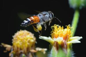 a Bee flying to the beautiful flower photo