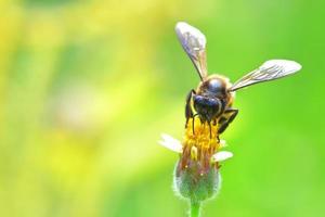 una abeja posada en la hermosa flor foto