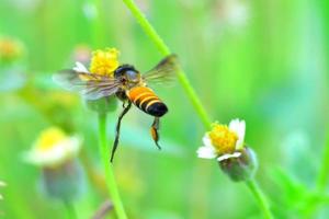 una abeja volando hacia la hermosa flor foto