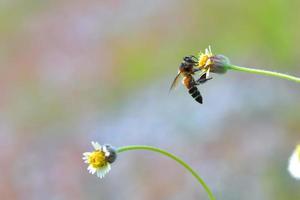 a Bee perched on the beautiful flower photo