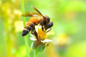 a Bee perched on the beautiful flower photo