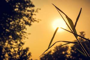 The grass is exposed to the light of the sun photo