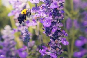la abeja carpintera vuela a hermosas flores en la naturaleza foto