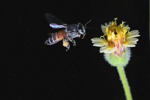 una abeja volando hacia la hermosa flor foto