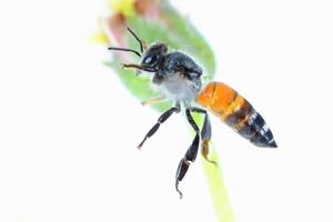 a bee Flying Isolated on white background photo