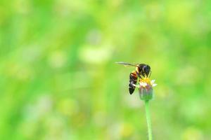 a Bee perched on the beautiful flower photo