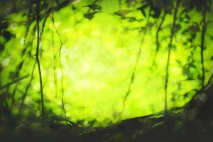 beautiful Natural green leaf and abstract blur bokeh light background photo