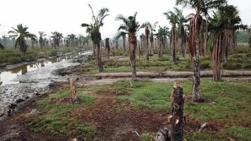 Dead palm tree due to flooded by sea water at Penang, Malaysia. video