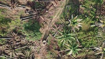 La plantación agrícola de palma aceitera a vista de pájaro es clara. video