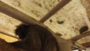 macaco de folha de prata come folhas verdes sob o telhado em kuala selangor. video