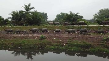 Group of buffalo walk in two row at different height beside rubbish