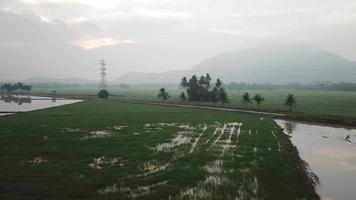 Aerial view Bukit Mertajam hill from green paddy field and reflection of water. video