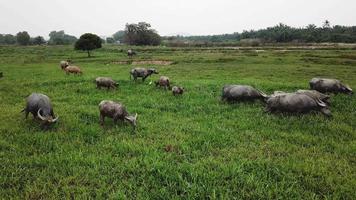 las garcillas bueyeras blancas vuelan hacia los búfalos que pastan hierba en las tierras de cultivo. video