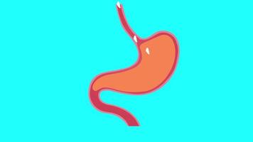 Food digestion process inside the stomach, human anatomy 2D animation. Eating and dissolving food inside the stomach 4K footage. Human anatomy animated video with a stomach dissolving food.