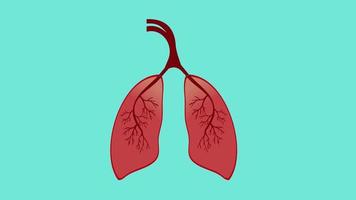 anatomia humana e animação de respiração 4k. pulmões tirando oxigênio do ar e expirando dióxido de carbono filmagem 4k. pulmões humanos trabalhando animação de ar dentro e fora do conceito. video