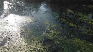 River pollution of algae flow video