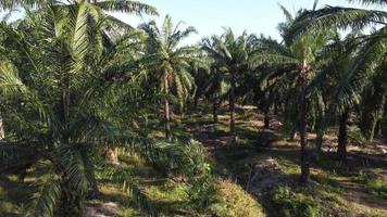 volar a través de las hojas en la plantación de palma aceitera video