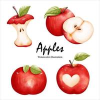 watercolor apples, fruit vector illustration