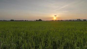 Timelapse sun down at rice paddy field video