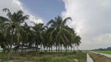 timelapse cabane en bois dans une ferme de noix de coco video