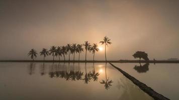 timelapse fila de amanecer de cocoteros con niebla en la reflexión video