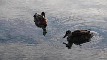 dos patos nadan en el lago con reflejo de piedra video