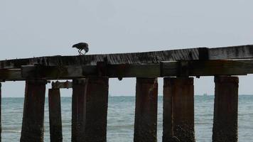 Reihervogel steht an kaputter Brücke. video