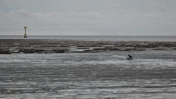 un pêcheur pousse la récolte de la mer dans la boue à marée basse à kuala perlis. video