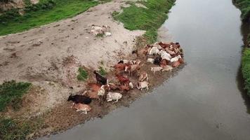 gruppe von kühen bleiben neben dem sand in der nähe des flusses in penang, malaysia. video