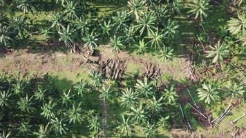 árboles de palma de aceite de vista aérea despejados en malasia, sudeste de asia. video