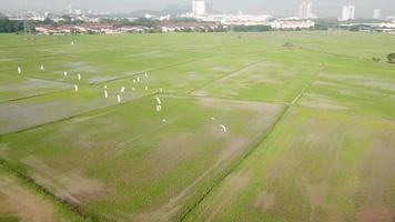 luchtfoto van witte zilverreigers die in dezelfde richting vliegen. video