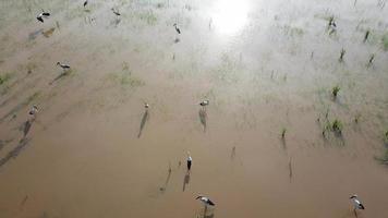 vista aérea cegonha de bico aberto asiático em arrozal depois de cultivado video