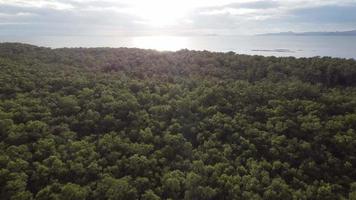 Aerial view fly toward sea at mangrove video