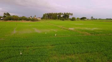 Move over Asian openbill fly at paddy field video