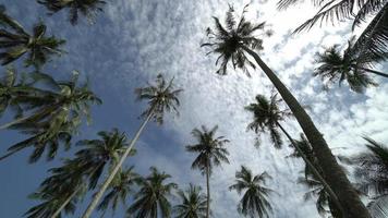 Panning look up coconut palm tree under blue sky video