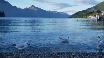 zeemeeuw vliegt en zwemt bij Lake Wakatipu, Queenstown, South Island video