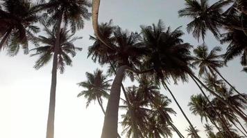 plantação de coco na fazenda video