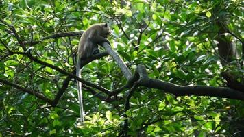 Ein Affe frisst Blätter am Mangrovenbaum.