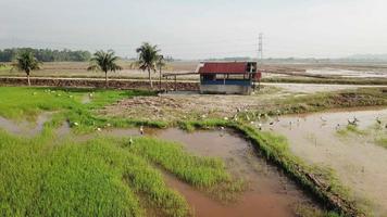 vista aerea della ricerca di cibo asiatico di openbill davanti a una piccola capanna in malesia video