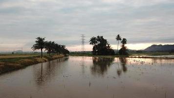 Fly towards the coconut trees in paddy field. Asian openbill birds rest. video