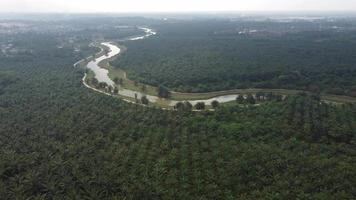 Aerial view misty day of oil palm estate video