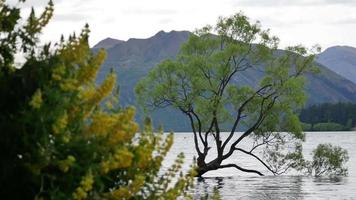 Wanaka-Baum mit Lupine video