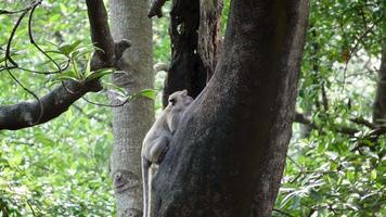 un mono busca comida en el tronco de un árbol de mangle en sungai perai, penang, malasia. video