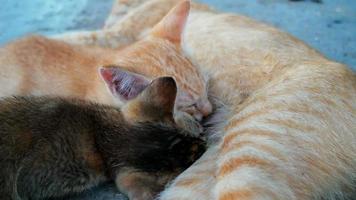 Breastfeeding of cat to two kitten.