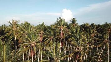 vola verso la piantagione di cocco in serata a penaga, penang. video